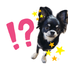 [LINEスタンプ] チワワのもすぐ