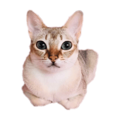 [LINEスタンプ] ビジュちゃん