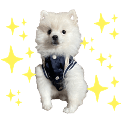 [LINEスタンプ] ぽまめのいる生活