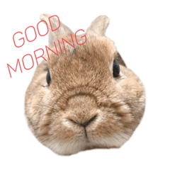 [LINEスタンプ] うさぎのもなか