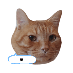 [LINEスタンプ] 実用性のない猫スタンプ