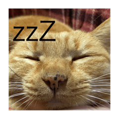 [LINEスタンプ] 猫のまめちゃん1