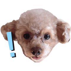 [LINEスタンプ] プードルねおん・ここな