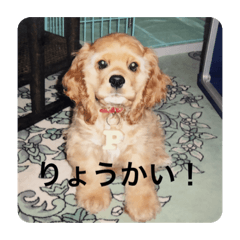 [LINEスタンプ] かわいいパフちゃん♡