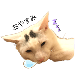 [LINEスタンプ] ねこかわいいポーズ