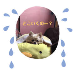 [LINEスタンプ] チワワ大好き★