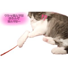 [LINEスタンプ] ワシャネコ