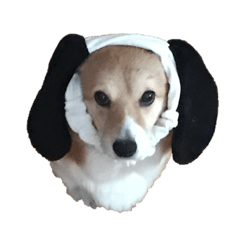 [LINEスタンプ] コーギーのはなちゃん！