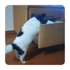 [LINEスタンプ] くろとしろのわーちち
