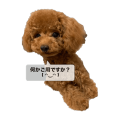 [LINEスタンプ] 愛犬ななのスタンプ1