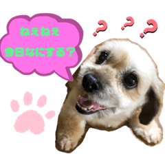 [LINEスタンプ] My dogs！Sky