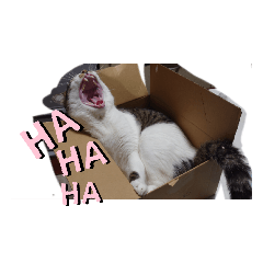[LINEスタンプ] 箱入りラテくん