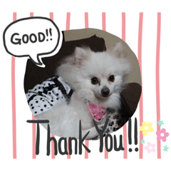 [LINEスタンプ] 我が家の愛犬スタンプ1