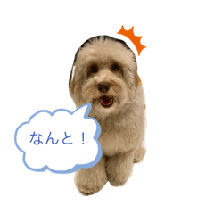 [LINEスタンプ] イルちゃんの毎日ごろごろスタンプ
