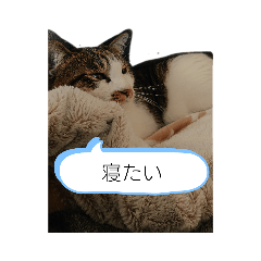[LINEスタンプ] ラテくんの1日