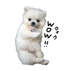 [LINEスタンプ] ポメペキのポム