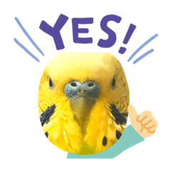 [LINEスタンプ] インコとうさぎと猫とはちみつ