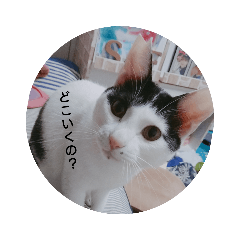 [LINEスタンプ] 猫のピョルさん〜日常会話〜