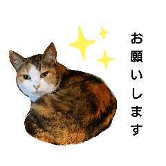 [LINEスタンプ] みーさん48