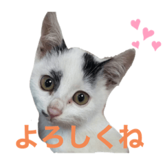 [LINEスタンプ] 白とちょっと黒の妖精ミルキーちゃん