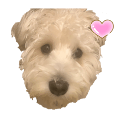 [LINEスタンプ] 可愛いぶんちゃんスタンプ