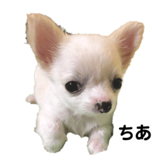 [LINEスタンプ] 愛犬ちあ
