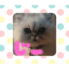 [LINEスタンプ] 不機嫌ネコそらちゃん其の2