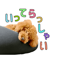 [LINEスタンプ] コロンさん（トイプードル）