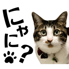 [LINEスタンプ] コア ฅ^._.^ ฅ