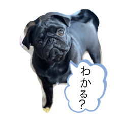 [LINEスタンプ] ちゃこちゃん・あんこちゃん