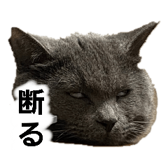 [LINEスタンプ] ねこ 猫 Cat