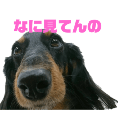 [LINEスタンプ] さくら（犬）