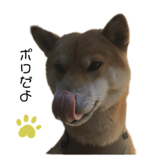 [LINEスタンプ] 我が家のポロくん