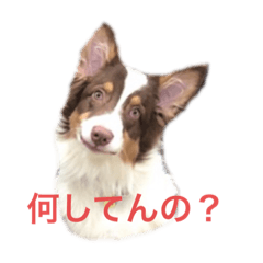 [LINEスタンプ] うちの子ラビン