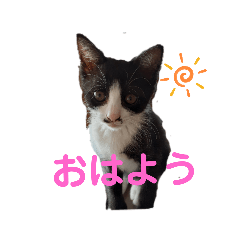 [LINEスタンプ] ねこくん＆ねこちゃん