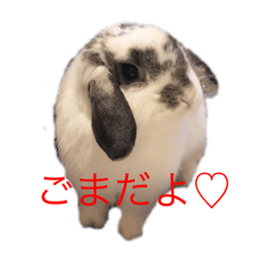 [LINEスタンプ] ごま(ホーランドロップ)のスタンプ