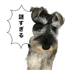 [LINEスタンプ] 謎のミニチュアシュナウザーぴの