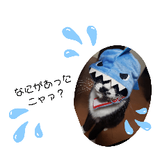 [LINEスタンプ] 양말군♡