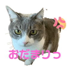 [LINEスタンプ] シーちゃん先輩とスー