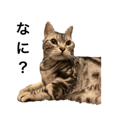 [LINEスタンプ] 猫の気持ち No.1