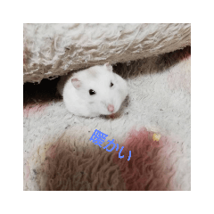 [LINEスタンプ] ハムスターのチビたん