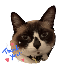 [LINEスタンプ] ビビポム日和