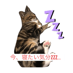 [LINEスタンプ] 我が家の8匹のにゃんこたち