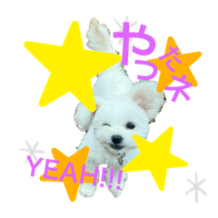 [LINEスタンプ] ととまる★ぽめぷー