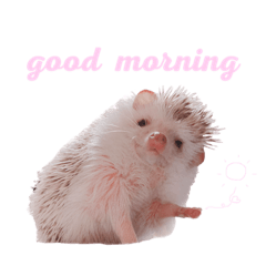 [LINEスタンプ] ハリネズミ きなこ