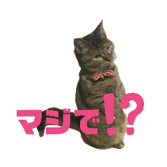 [LINEスタンプ] おはぎvol.1