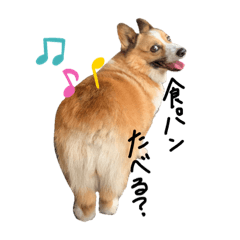 [LINEスタンプ] コーギー犬のれもんちゃん