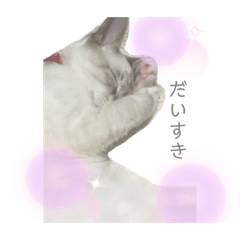 [LINEスタンプ] うちのちゃろくん
