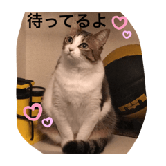 [LINEスタンプ] ゆるゆる孔明スタンプ