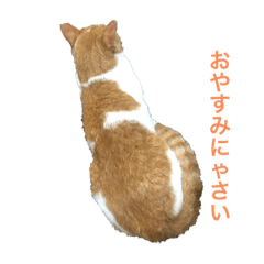 [LINEスタンプ] のんびりさん猫